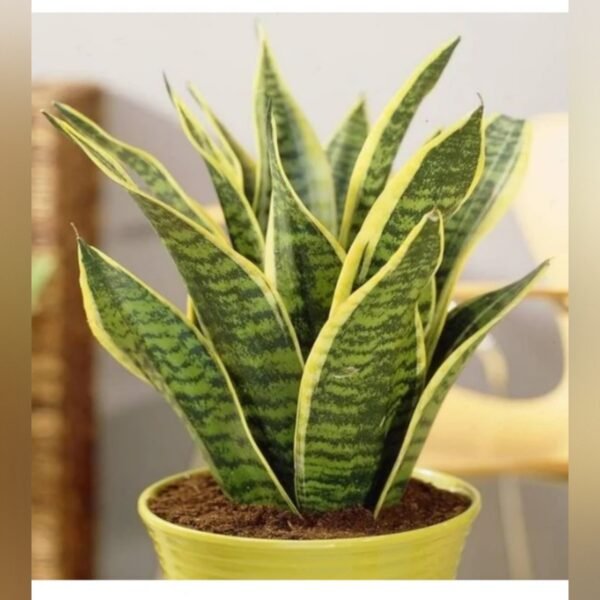 Snake Plant (Sansevieria) – Low Maintenance Indoor Air Purifying Plant | Uglaoo