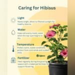 American Hibiscus Flower Plant – Large Blooming Exotic Hibiscus for Home Garden | Uglaoo - Image 6