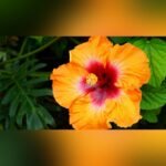 American Hibiscus Flower Plant – Large Blooming Exotic Hibiscus for Home Garden | Uglaoo - Image 4