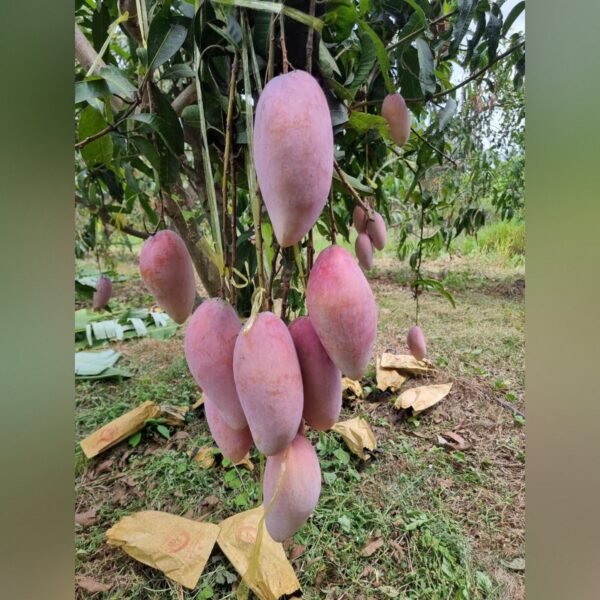 Red Ivory Mango Plant – Rare Red Sweet Mango Tree for Home Garden | Uglaoo