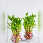 3 Layer Lucky Bamboo Plant – Good Luck Indoor Plant for Home & Office | Uglaoo - Image 7