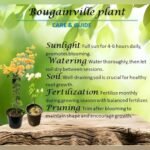 Dragon Flame Bougainvillea Plant – Fiery Red-Orange Flowering Climber for Home Garden | Uglaoo - Image 4