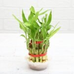 3 Layer Lucky Bamboo Plant – Good Luck Indoor Plant for Home & Office | Uglaoo - Image 6