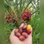 Arabian Variety Khajoor Plant – Premium Date Palm Tree for Home Garden & Farm | Uglaoo - Image 5