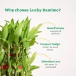 3 Layer Lucky Bamboo Plant – Good Luck Indoor Plant for Home & Office | Uglaoo - Image 5