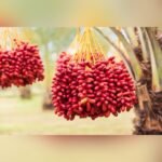 Arabian Variety Khajoor Plant – Premium Date Palm Tree for Home Garden & Farm | Uglaoo - Image 6
