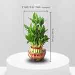 3 Layer Lucky Bamboo Plant – Good Luck Indoor Plant for Home & Office | Uglaoo - Image 4