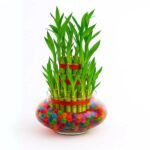 3 Layer Lucky Bamboo Plant – Good Luck Indoor Plant for Home & Office | Uglaoo - Image 3