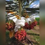 Arabian Variety Khajoor Plant – Premium Date Palm Tree for Home Garden & Farm | Uglaoo - Image 8
