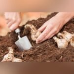 Rajnigandha Multipetals Tuberose Flower Bulbs (Polianthes Tuberosa) – Pack of 20 | Uglaoo - Image 5