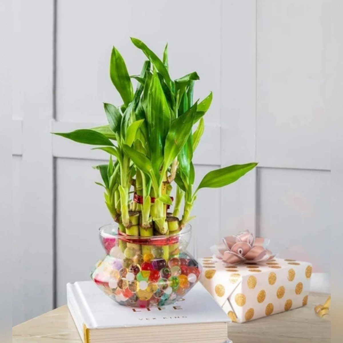 square-image (87) 3 Layer Lucky Bamboo Plant – Good Luck Indoor Plant for Home & Office | Uglaoo - Image 1