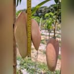 Red Ivory Mango Plant – Rare Red Sweet Mango Tree for Home Garden | Uglaoo - Image 3