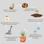 Rajnigandha Multipetals Tuberose Flower Bulbs (Polianthes Tuberosa) – Pack of 20 | Uglaoo - Image 6