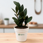 Black ZZ Plant (Raven ZZ) – Low Maintenance Indoor Air Purifying Plant | Uglaoo - Image 2