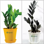 Black ZZ Plant (Raven ZZ) – Low Maintenance Indoor Air Purifying Plant | Uglaoo - Image 3